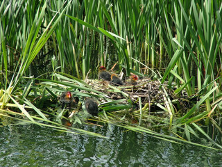 Newly hatched Moorhen chicks on waters edge