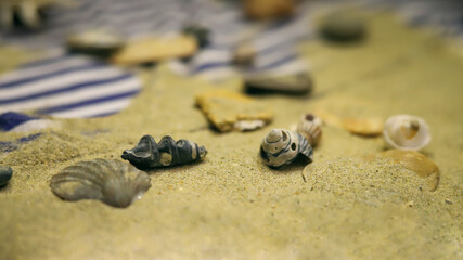 beach background of striped vest, sand, seashells and rocks close-up