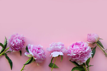beautiful delicate pink peonies on a pink background