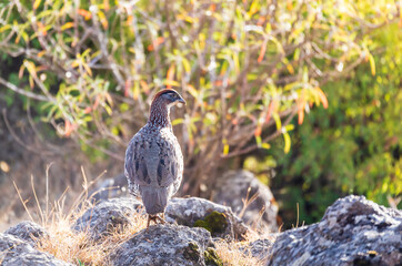 Bird Erckel's Francolin hiding in grass, Francolinus castaneicollisi, in Simien Mountains National Park, Ethiopia wildlife, Africa