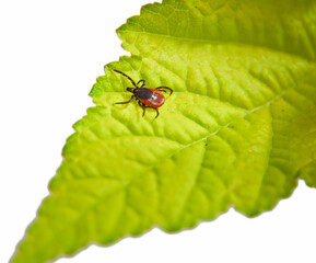 Tick on green leaf close-up