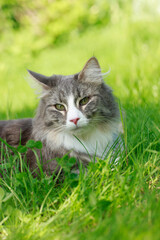 Naklejka premium Cute norwegian forest cat looking at camera outdoor
