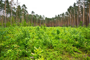 Fototapeta na wymiar Forest cultivation and young tree seedlings