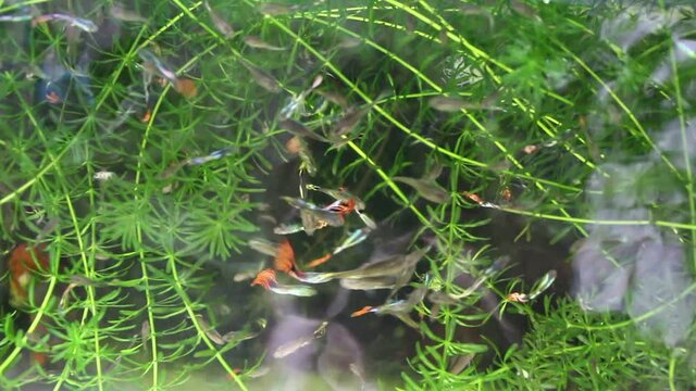 Guppy fish in pond water 