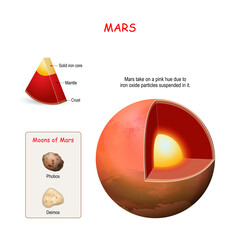 Mars internal structure. cross section of planet © designua