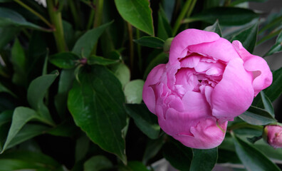 Close-up of pink peony buds with foliage