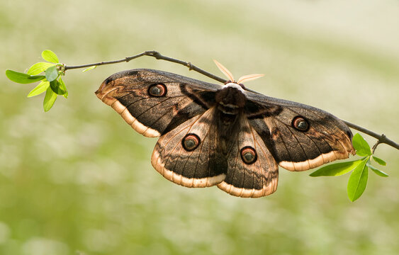 The largest butterfly in Europe in terms of wingspan Saturnia pyri
