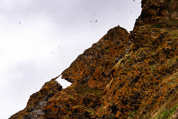 Green nature of Spitsbergen, Arctic