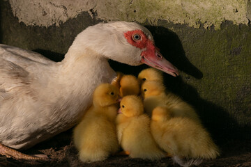 female muscovy duck with fluffy baby chicks.