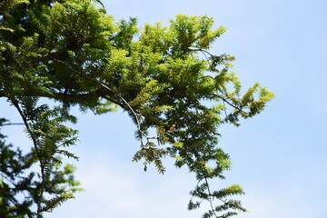 Fototapeta premium Japanese torreya is a Taxaceae evergreen coniferous tree. The wood is used for carving and craftwork, and the seeds are used for food and medicine.