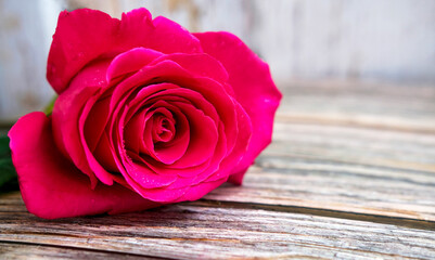 Red pink one roses on a wooden background