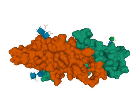 Recombinant Human Follicle-stimulating Hormone With Shown Carbohydrate Molecules Attached, 3D-model Of The Heterodimer Quaternary Structure, Chains A And B, Surface Filled Model, White Background