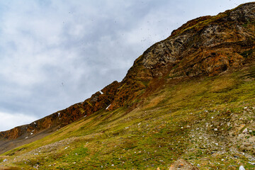 Fototapeta na wymiar Green nature of the Svalbard archipelago