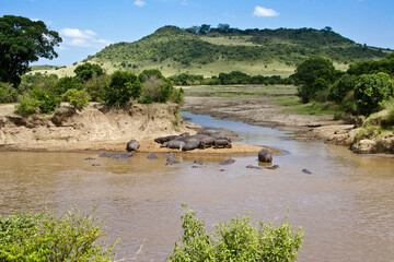 Hippos in the Mara River and basking in the sun onshore, Masai Mara Game Reserve, Kenya