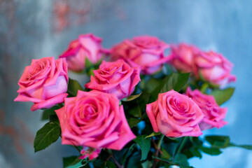 pink roses on blue background 6