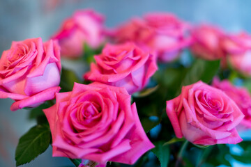 pink roses on blue background 5