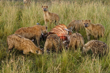Spotted hyenas feeding on wildebeest carcass, Masai Mara Game Reserve, Kenya
