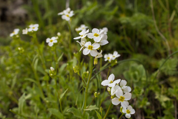 White wild flower amid rock