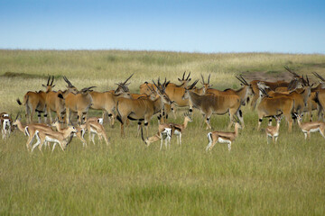 Naklejka na ściany i meble Mixed herd of eland and Grant's gazelles, Masai Mara Game Reserve, Kenya