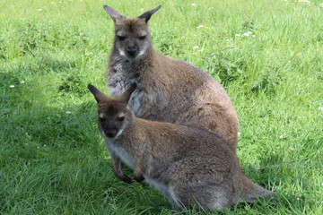 Naklejka na ściany i meble Bennett Känguruh Australien benett kangaroo australia