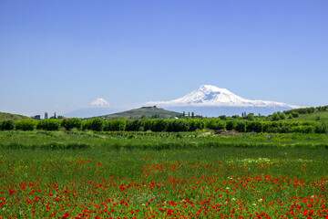 Mount Ararat and tulips