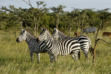 Burchell's (plains, common) zebras, Ol Pejeta Conservancy, Kenya