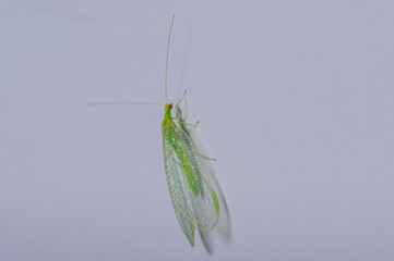 a green Green lacewings (Chrysopidae) on white background