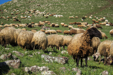 Obraz premium Herd of sheep to pass in mountains