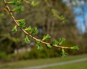 European Larch