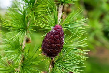 European Larch