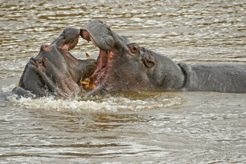 Fototapeta premium Hippos play-fighting in Mara River, Masai Mara Game Reserve, Kenya