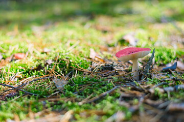 Russula pink grows in a forest in the moss. Nature background