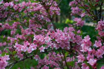 Naklejka premium Blooming simmer