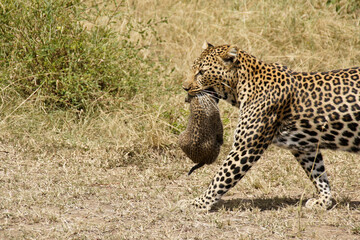 Female African leopard carrying her cub in her mouth, Masai Mara, Kenya