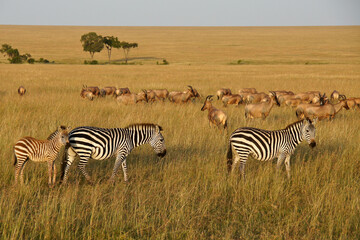 Obraz premium Burchell's (common, plains) zebras and topis in golden morning light, Masai Mara Game Reserve, Kenya