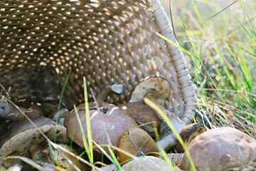 Basket with mushrooms outdoors. Natural background