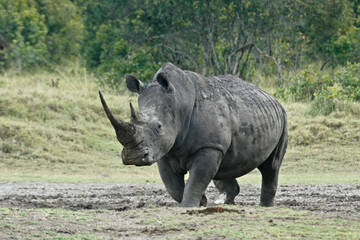 Muddy white rhinoceros walking in Ol Pejeta Conservancy, Kenya