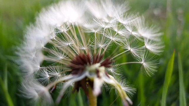 white fluffy dandelion flower, macro view, green grass in blurred background.
