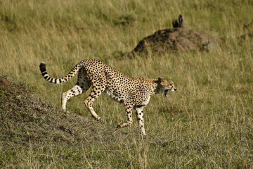 Female cheetah yawning as she comes down from termite mound, Masai Mara Game Reserve, Kenya