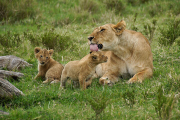 Obraz na płótnie Canvas Lioness with two tiny cubs, Masai Mara Game Reserve, Kenya