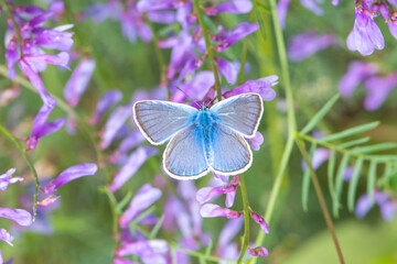 Lycaenidae / Çokgözlü Amanda / Amanda blue / Polyommatus amandus