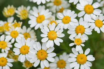 daisies in a garden