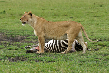 Fototapeta na wymiar Lioness with zebra kill, Masai Mara Game Reserve, Kenya