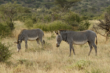 Grevy's zebras (an endangered species), Samburu Game Reserve, Kenya