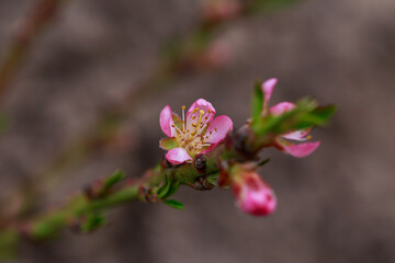 The peach blossom