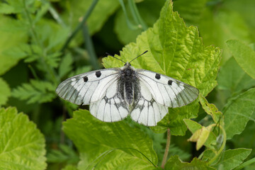 Papilionidae / Dumanlı Apollo / / Parnassius mnemosyne
