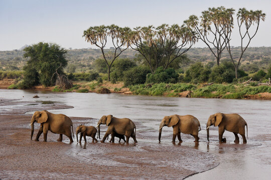 Elephants crossing the Ewaso (Uaso) Nyiro River, Samburu Game Reserve, Kenya. Female elephant leading group is collared for radio-tracking.