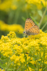 Alev Ateşi » Lycaena kefersteinii » Turkish Fiery Copper