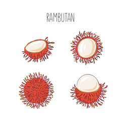 Vector set rambutan fruits. Isolated Nephelium lappaceum. Tropical exotic chopped and whole fruits. Hand draw and sketch style.