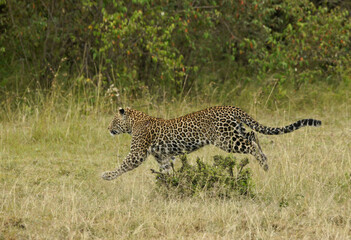 African leopard chasing prey, Masai Mara Game Reserve, Kenya